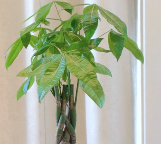 室内に置かれた観葉植物